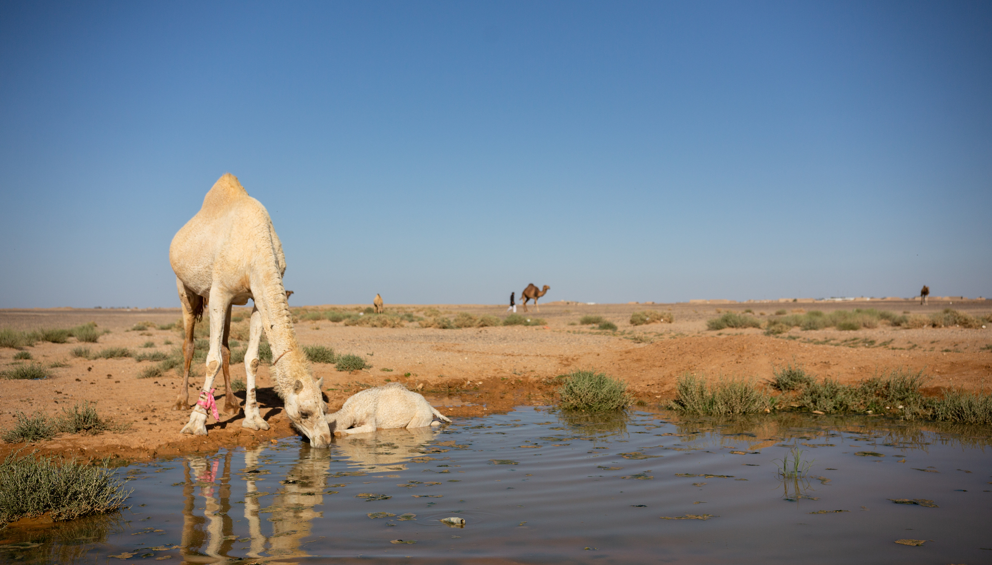 عطش في الأفق: أزمة المياه في الأردن