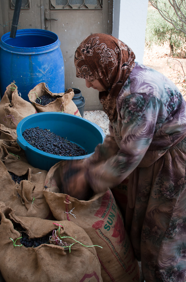 Aisha SH Olive Farm-9