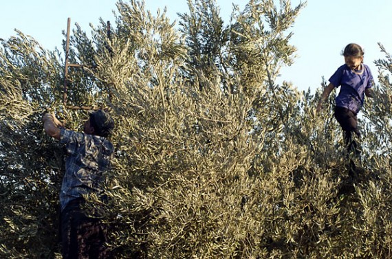 Picking Olives